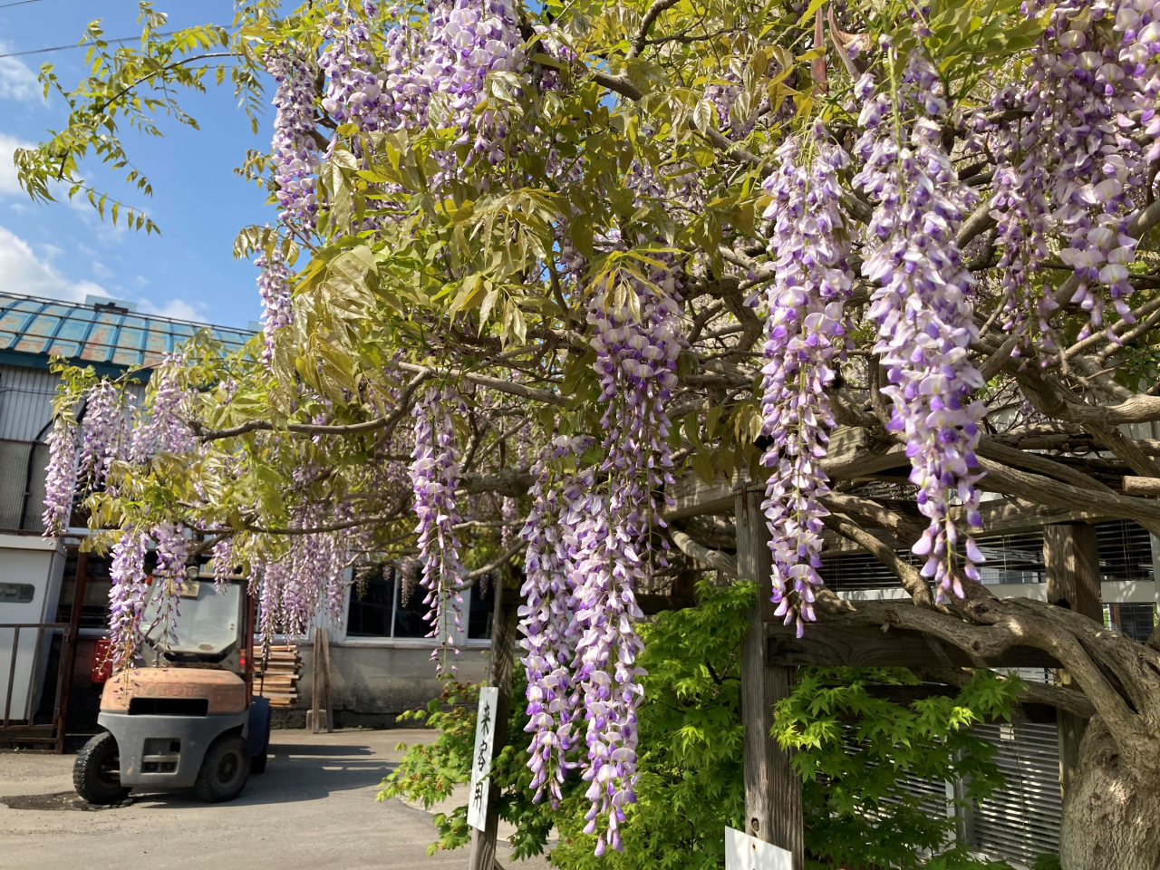 藤の花